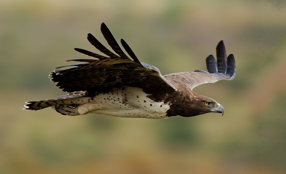 Martial Eagle in Tanzania in Tanzania